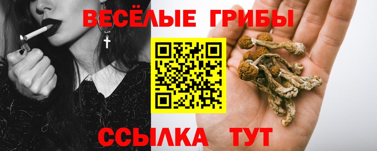 Псилоцибиновые грибы прущие грибы Сибай